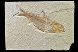 Fossil Fish (Knightia) - Wyoming #159056-1